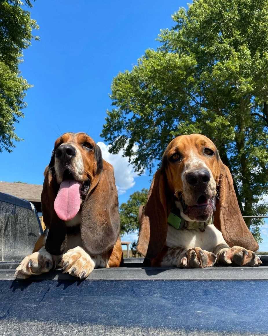 10 Fun Facts You Probably Didn't Know About Basset Hounds: From Their Incredible Sense of Smell to Their Love of Sniffing Everything
