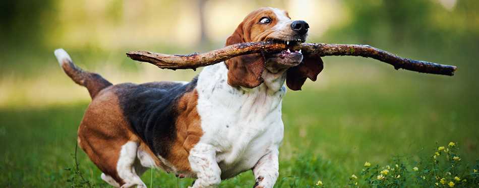 Fascinating Facts About Basset Hounds