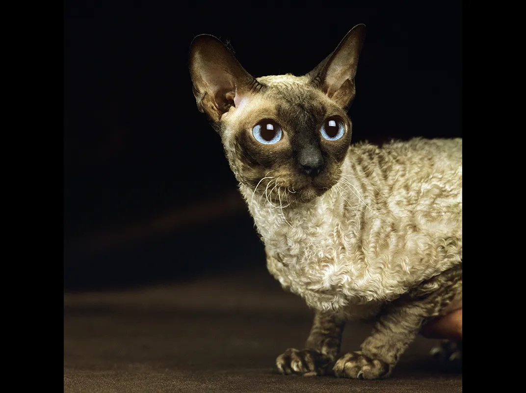 Popularity and Evolution of the Cornish Rex