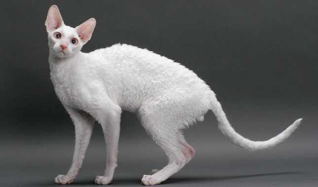 A Brief History of the Cornish Rex Breed: From Genetic Mutation to Popular Pet