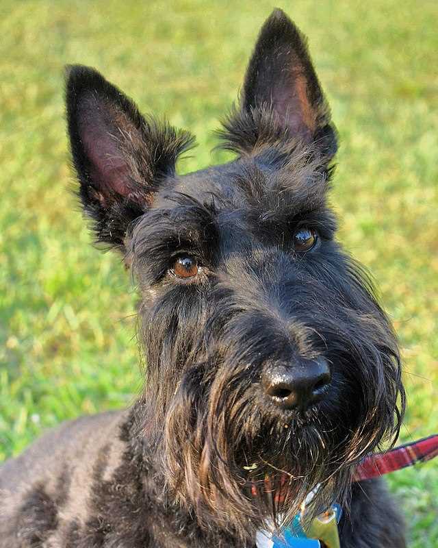 A Brief History of the Scottish Terrier: From Ancient Scotland to Worldwide Popularity