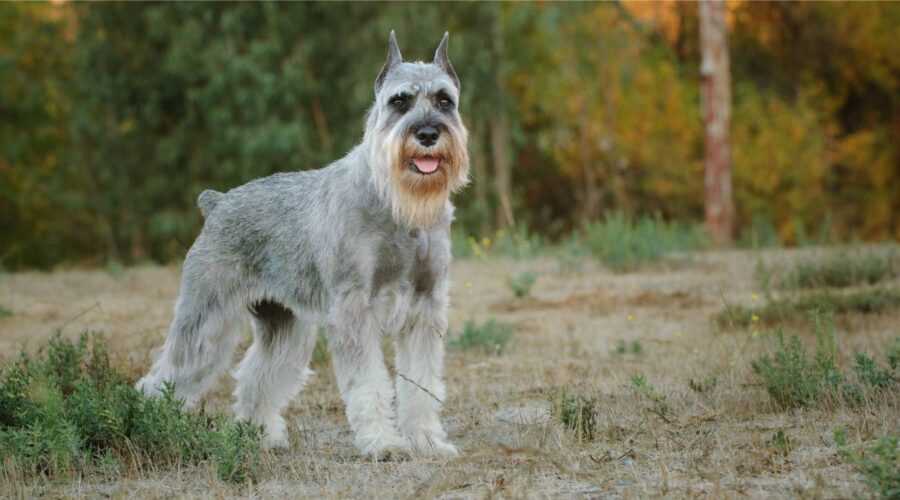 Analyzing the Standard Schnauzer breed: Traits and qualities