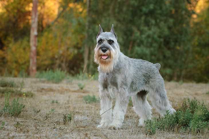 A closer look at the Standard Schnauzer breed: Characteristics and traits