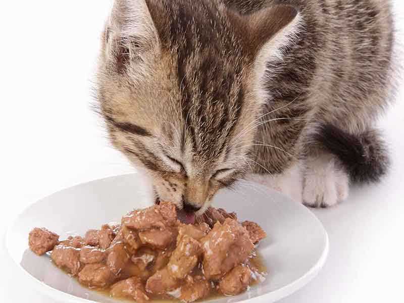 Cat Diet Tips: What to Feed Your Beloved Feline Companion