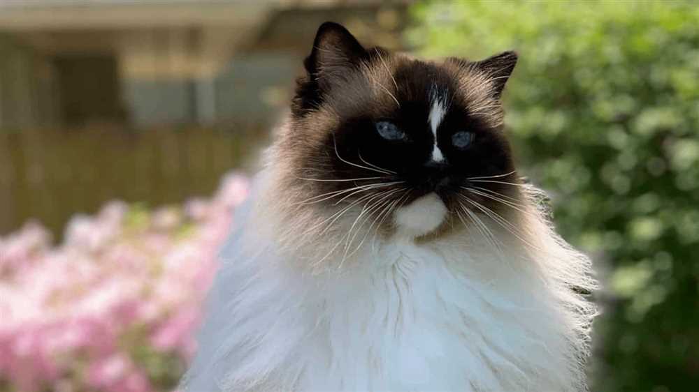 Historical Background of the Ragdoll Cat Breed