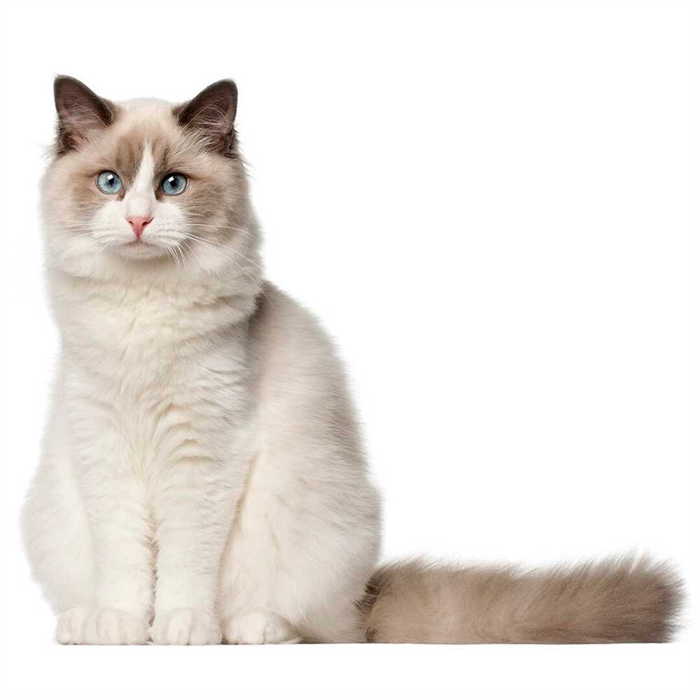 A Look at the Beautiful Ragdoll Cat Breed: Pictures and Information