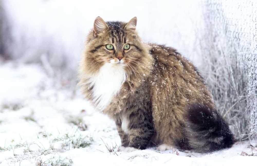 The Origins and History of Siberian Cats