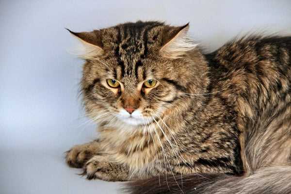 A Photographic Journey into the Siberian Cat Breed: Meet the Gorgeous Felines