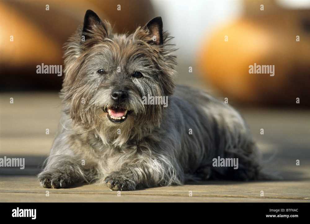 A Pictorial Journey through the Life of a Cairn Terrier