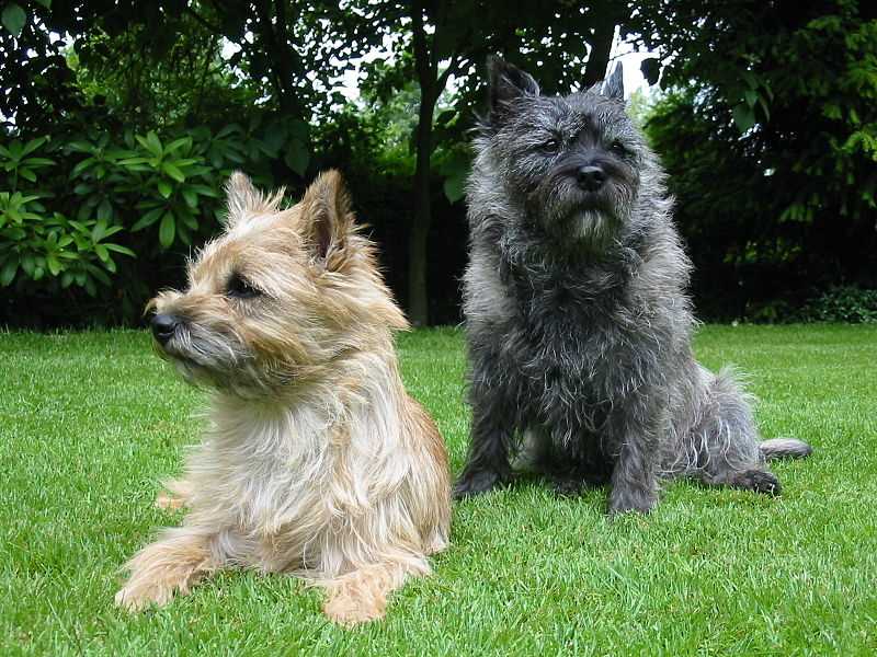 A Pictorial Journey through the Life of a Cairn Terrier: Beautiful Images of this Lively Breed