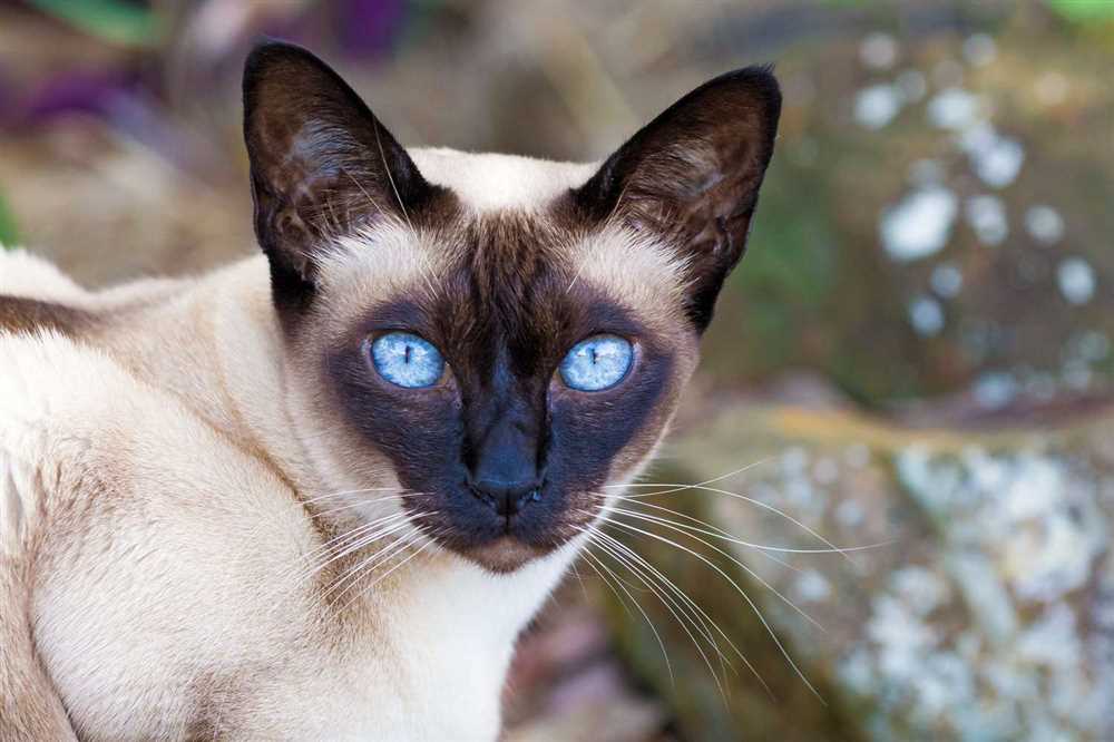 A Stunning Portrait of the Refined and Caring Tonkinese Cat Breed