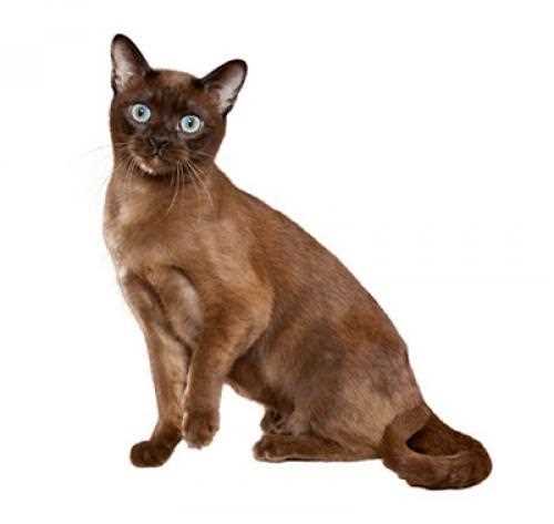 A Picture-Perfect Look at the Elegant and Affectionate Tonkinese Cat Breed