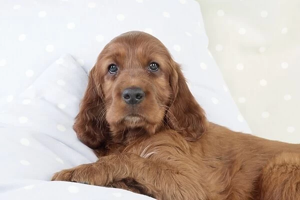 An Exquisite Image: Highlighting the Sophistication and Charm of Irish Setter Dogs