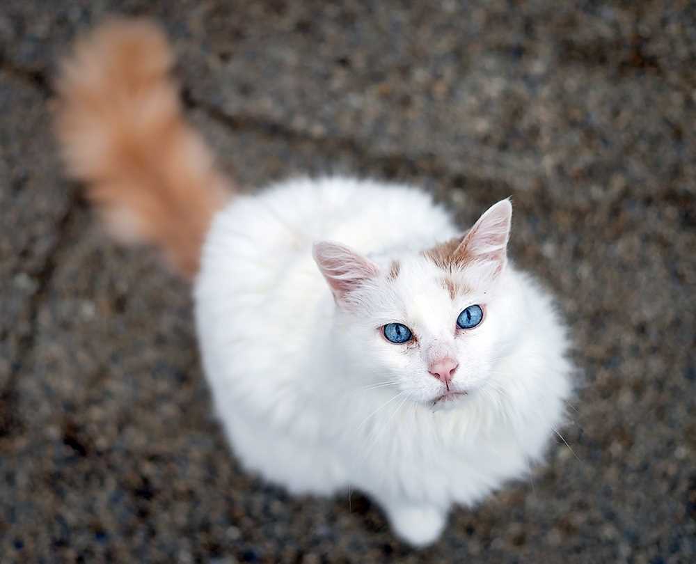 A Captivating Array of Turkish Van Cat Breed Pictures to Enchant