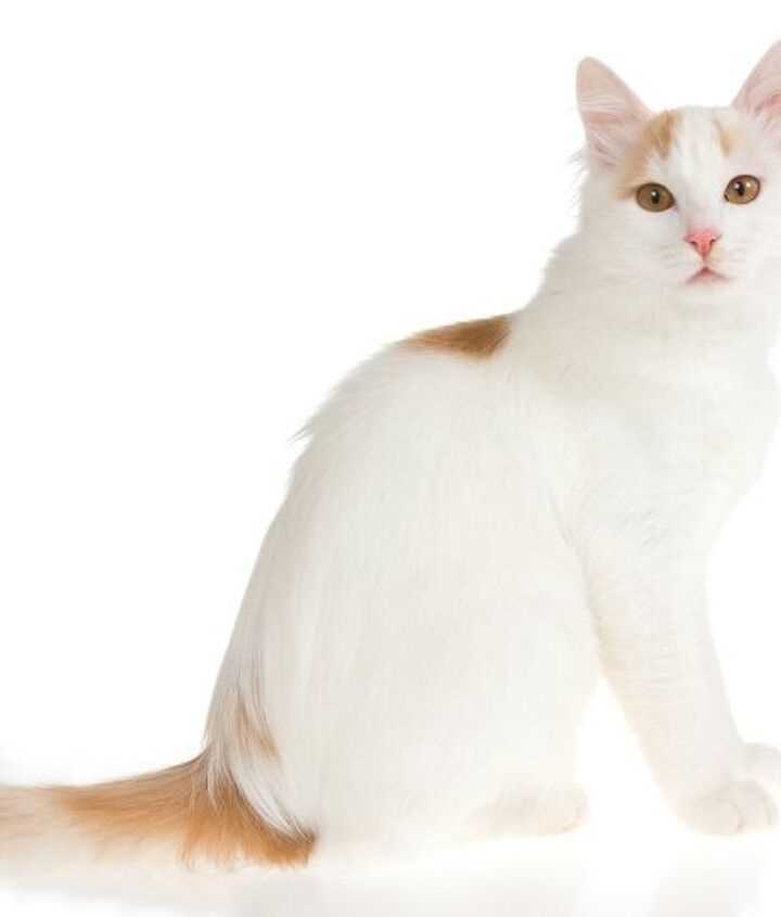 A Stunning Collection of Turkish Van Cat Breed Pictures to Adore