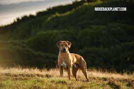 A Visual Guide to the Rhodesian Ridgeback Dog Breed
