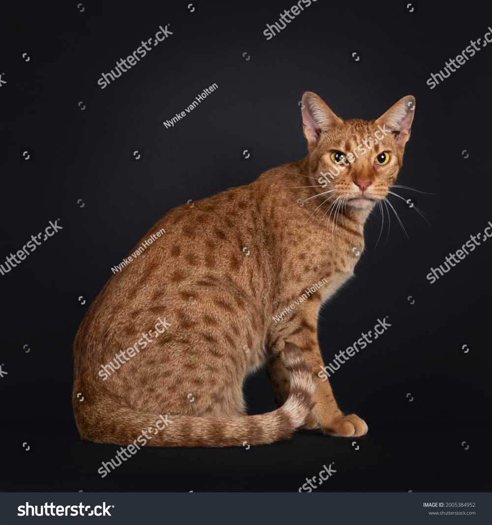 A Visual Journey into the World of Ocicat Cat Breed
