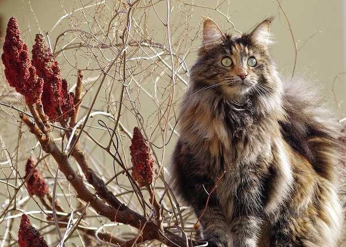 A Visual Journey through the Enchanting World of Norwegian Forest Cats