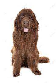 A Visual Tribute to the Gentle Giant: Newfoundland Dog Breed in Photos