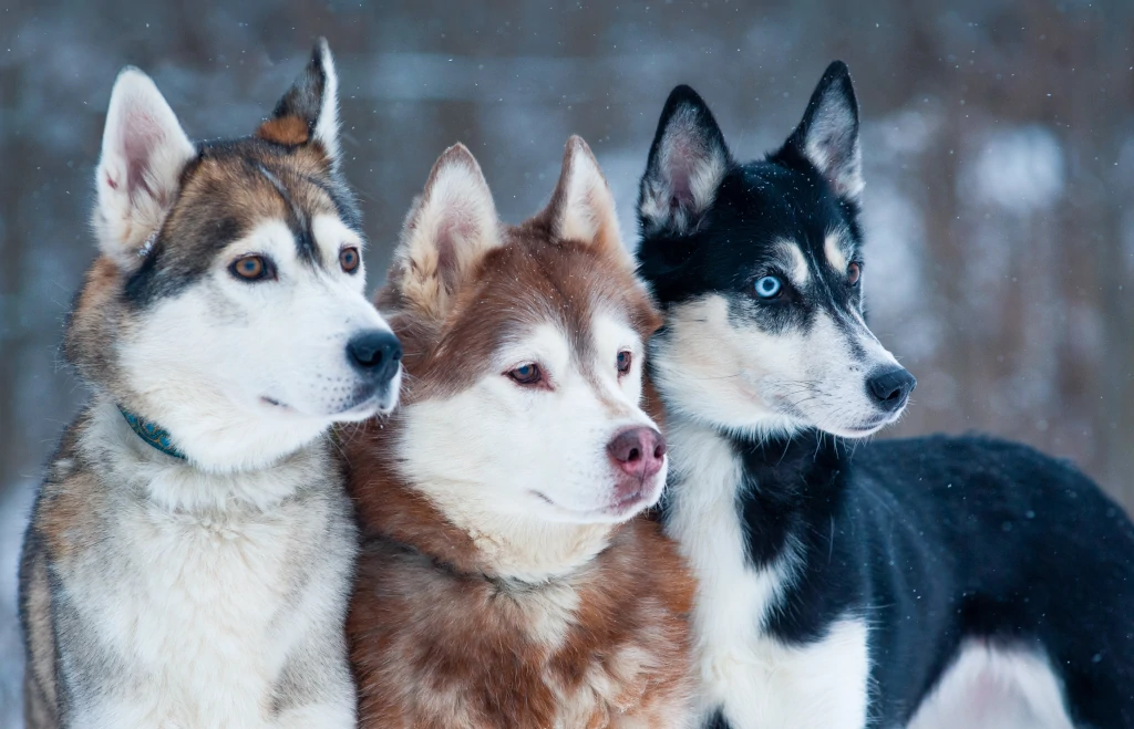 Adore the Grace and Athleticism of the Siberian Husky Breed through Captivating Visuals