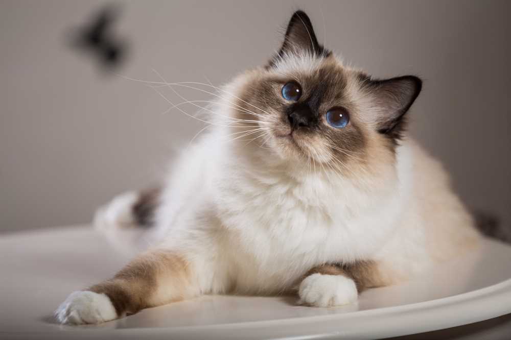 Admiring the stunning beauty of Balinese cat breed: A picture-perfect guide