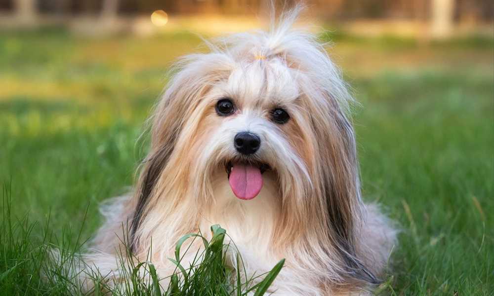 Adorable Havanese Dog Breed: A Picture Perfect Companion