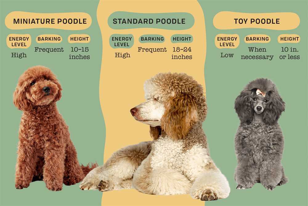 Lovely Mini Poodle: A Photo Collection featuring this Fashionable Pet Breed