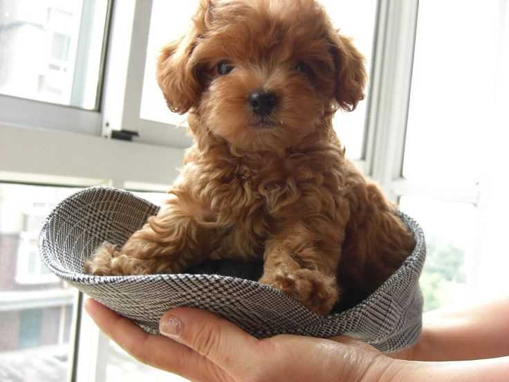 Adorable Miniature Poodle: A Picture Guide to this Popular Dog Breed