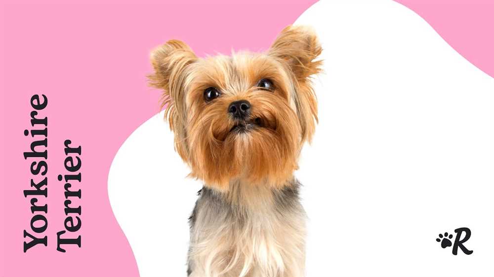 Adorable Yorkshire Terrier Dog Breed Pictures