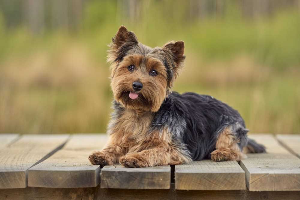 Adorable Yorkshire Terrier Dog Breed Pictures: A Perfect Companion for Every Dog Lover
