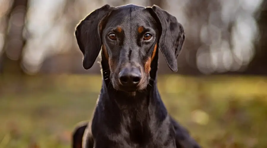 The Doberman Pinscher: A Comprehensive Guide to the Breed