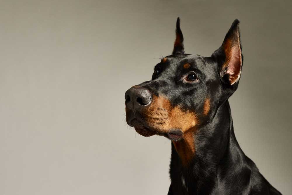All You Need to Know About the Doberman Pinscher: A Guide to the Breed's Characteristics and History