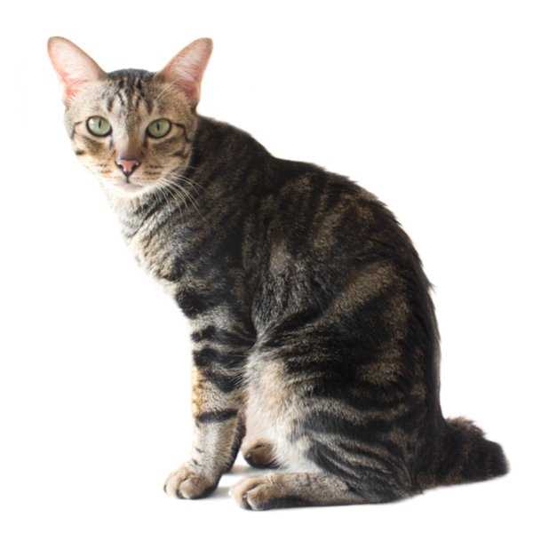 American Bobtail Cats: The Perfect Companion for Families and Individuals