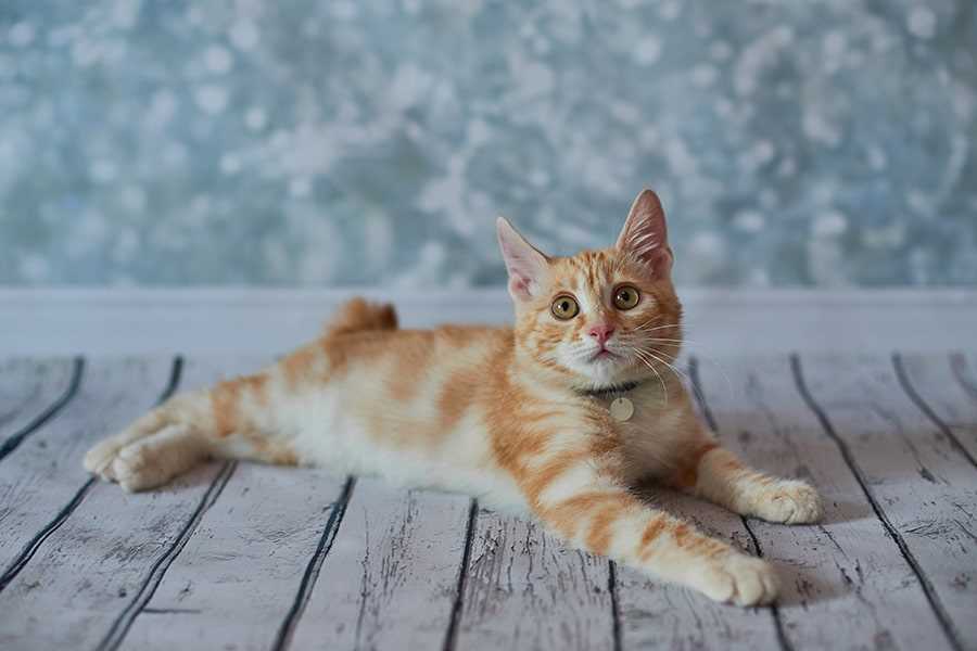 American Bobtail Cats: The Perfect Companion for Families and Individuals