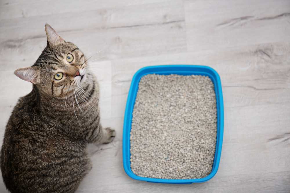 Avoiding Litter Box Issues with Unscented Litter