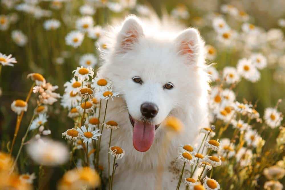 Stunning Samoyed Dog Breed: A Picture Guide