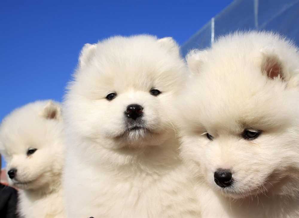 Beautiful Samoyed Dog Breed: A Picture Guide