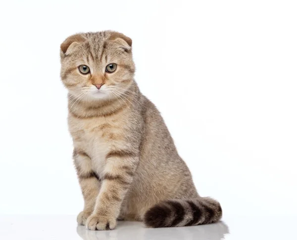 Beautiful Scottish Fold cat breeds: Captivating snapshots