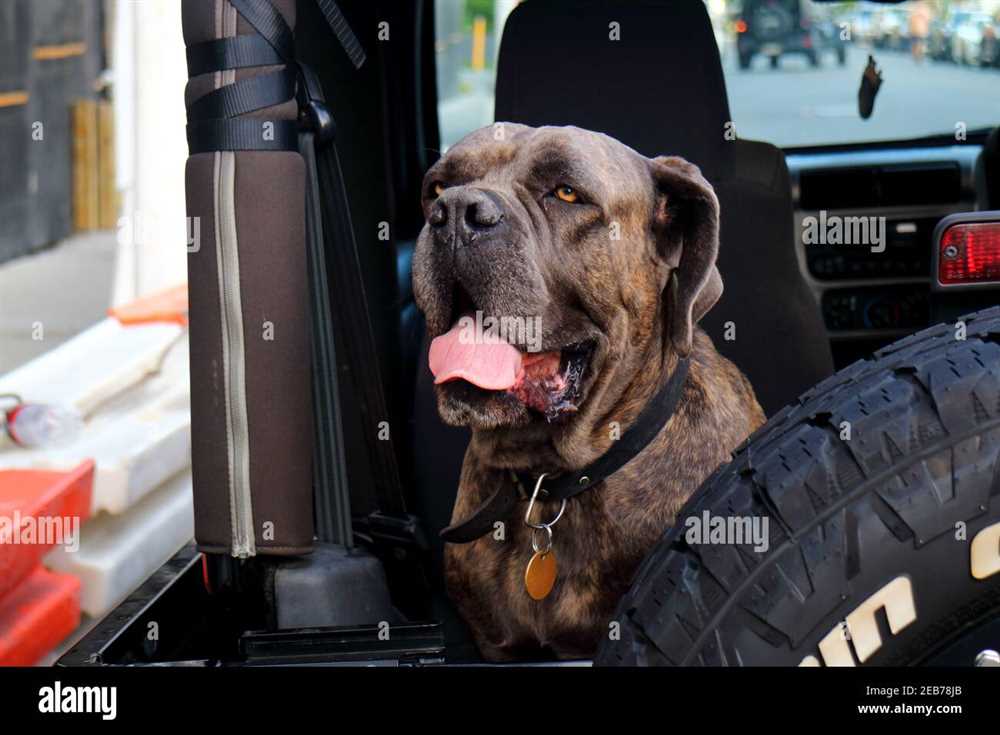 Behind the Lens: Showcasing the Remarkable Mastiff Dog Through Striking Pictures