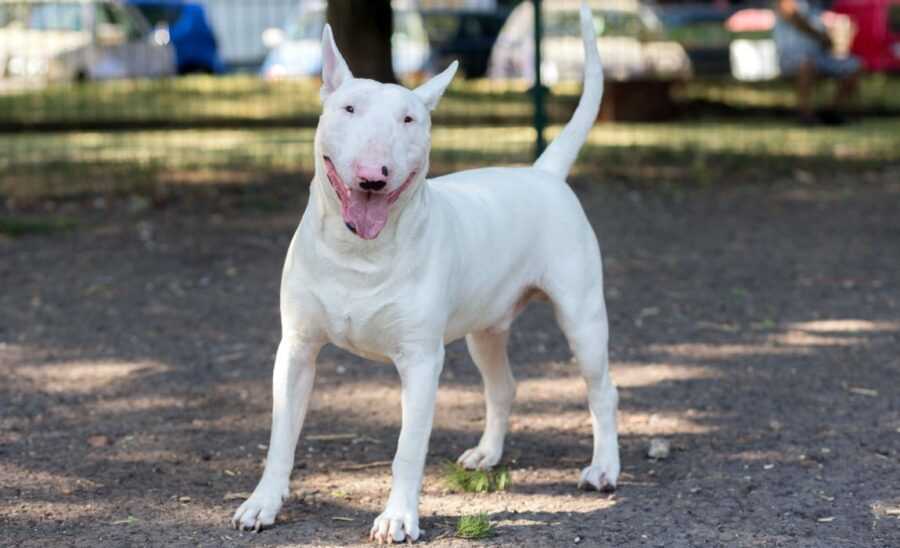 Beyond the Picture: Exploring the Personality of the Miniature Bull Terrier Dog Breed