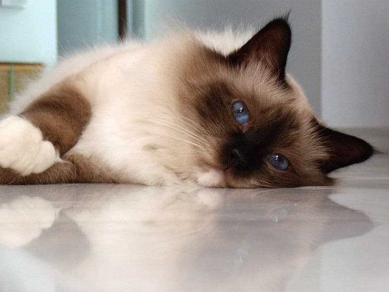 Birman Cats: A Pictorial Journey into the Grace and Elegance of this Breed