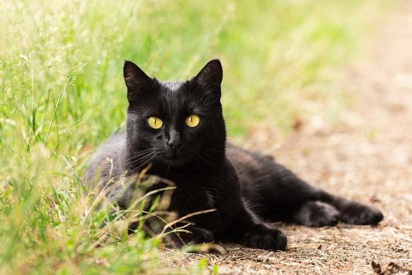 Bombay Cats: The Stunning Beauty of this Breed