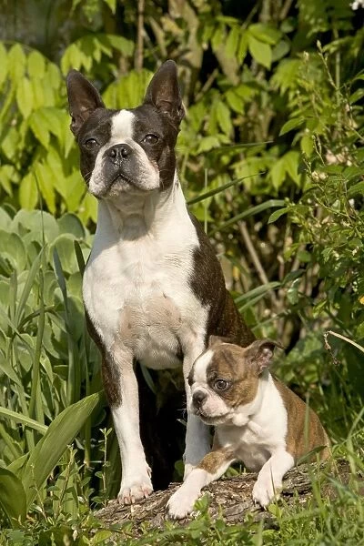 Boston Terrier: A Photogenic Breed that Will Steal Your Heart