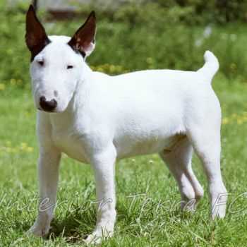 Bull Terrier: A Fearless and Affectionate Breed