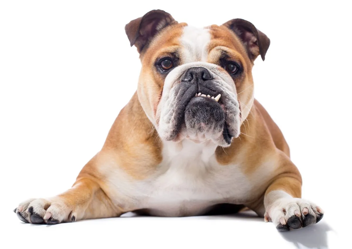 The Bulldog's Endearing Expressions: A Pictorial Exploration of this Beloved Breed