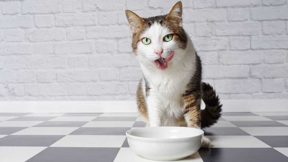 Can Cats Be Vegan? Exploring Plant-Based Diets for Felines