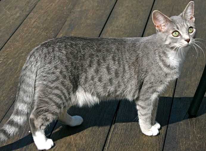 Captivating Egyptian Mau Cat Breed: An Alluring Overview