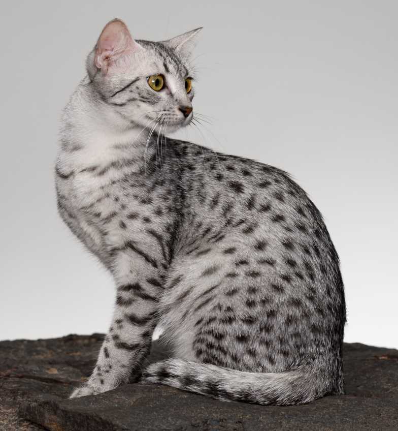 Captivating Egyptian Mau Cat Breed: A Picture Perfect Overview