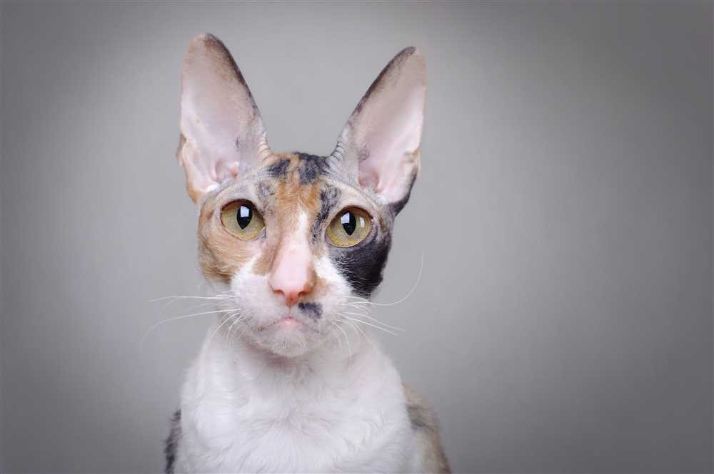 Captivating Images of the Devon Rex Cat Breed: The Perfect Window into their Quirky Personality