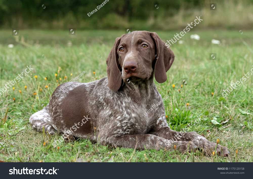 Experience the Magic of the German Shorthaired Pointer